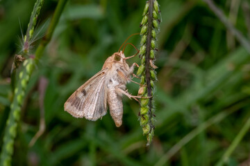 A Corn Earworm Moth (Helicoverpa zea) is looking for some nectar on the tiny blooms of a grass seed head. Raleigh, North Carolina.