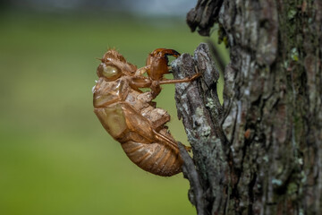 The exuviae, exoskeleton, or shell of a cicada attached to a sliver of bark of a pine tree. Raleigh, North Carolina.