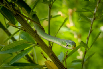 A camoflauged Rough Green Snake (Opheodrys aestivus) patiently waits in the bushes for prey to wander by.