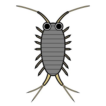 ふなむし」の写真素材 | 742件の無料イラスト画像 | Adobe Stock