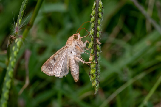 A Corn Earworm Moth&nbsp;(Helicoverpa zea) is looking for some nectar on the tiny blooms of a grass seed head. Raleigh, North Carolina.