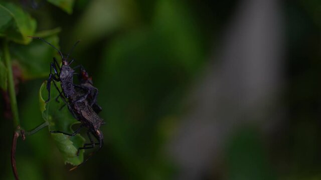 Squash Bug or Black American Bug species in Thailand. Live in groups or separated not far from each other in the night foliage.