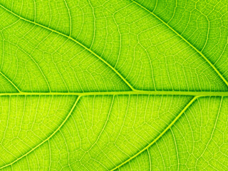 Naklejka na ściany i meble Tree leaf of tropical plant, texture