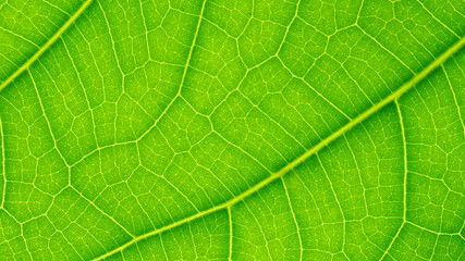 Tree leaf of tropical plant