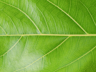 Tree leaf of tropical plant, vacation and relaxation concept: small leaves for greeting card design and decoration