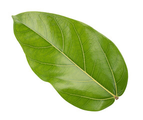Tree leaf of tropical plant, vacation and relaxation concept: small leaves for greeting card design and decoration