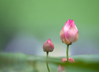 beautiful lotus flower with green leaves