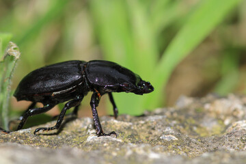 natural stag beetle insect macro photo