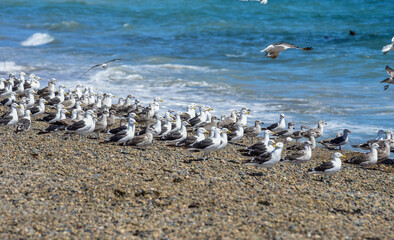 Kelp Gull flock on a beach,Patagonia, Argentina.