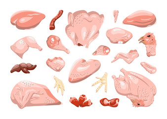 Collection of chicken parts in a realistic style. Chicken cut for shops and restaurants.