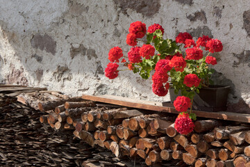 Geranien auf Brennholzstapel vor einer alten Hauswand