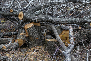 Felled trees. Stumps from felled trees in the suburbs. Destroyed forest in autumn.