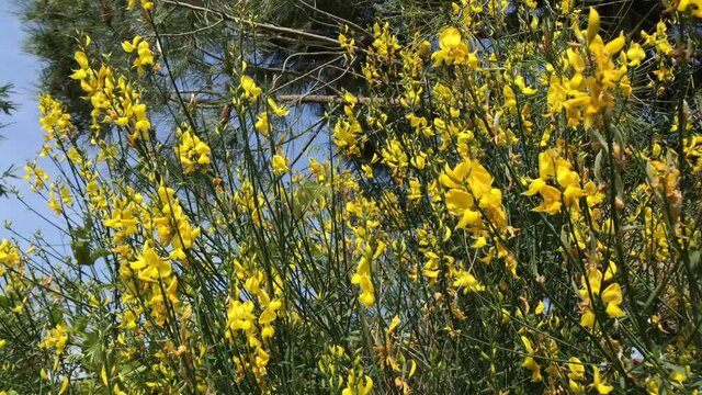 Broom in bloom, Tracking shot on yellow flowering wild Mediterranean gorse bush