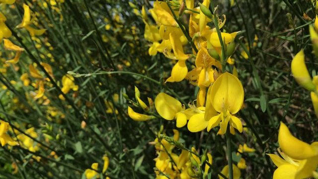 Yellow broom flowers, selective focus close up on blurred background