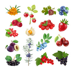 Vector collection of berries in a realistic style.