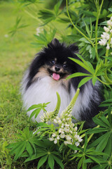 Fototapeta na wymiar Dog Pomeranian dog sits in nature.