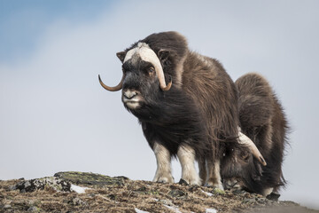 View of Musk Oxen in the mountains of Dovrefjell, Norway - obrazy, fototapety, plakaty