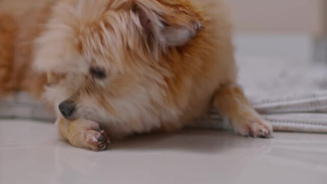 Senior mix breed dog itchy skin and biting licking leg.Skin problem on leg dog scratching himself.Dog Skin Care Concept.