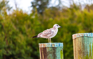 Gull on a post