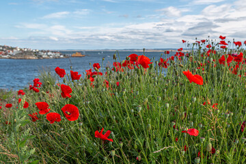 Poppy flowers bloom in the field with sea in the background 