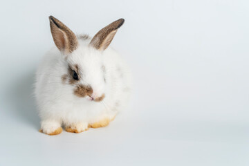 Easter bunny animal concept. Adorable newborn baby white brown rabbit bunnies looking at something while sitting over isolated white background.