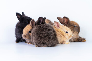 Easter animal new born bunny family concept. Group of adorable furry baby dwarf rabbit sitting and lying together while playful over isolated white background.