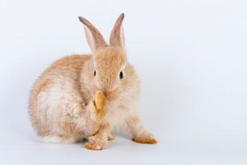 Easter animal concept. Lovely furry baby brown rabbit bunny cleaning own body while sitting alone over isolated white background.
