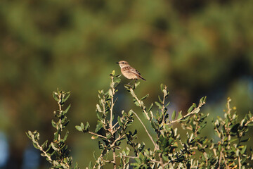 Small bird. Spotted flycatcher in a branch