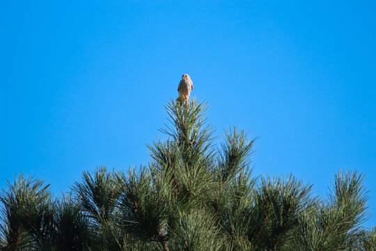 Common krestel in the top of a tree