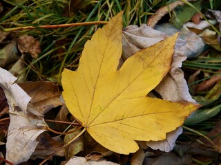 yellow,fallen leaF OF SECAMORE MAPLE TREE AT AUTUMN