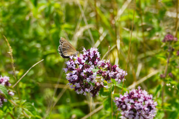 Ringlet (Aphantopus hyperantus) butterfly sitting on a pink flower in Zurich, Switzerland