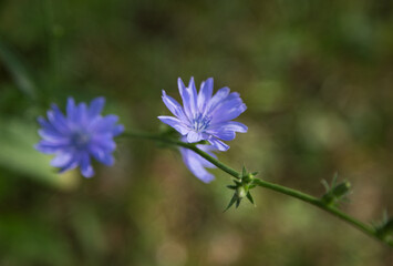 Cichorium blue flowers on a long green stem.