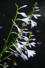 White flowers on a long stem.
