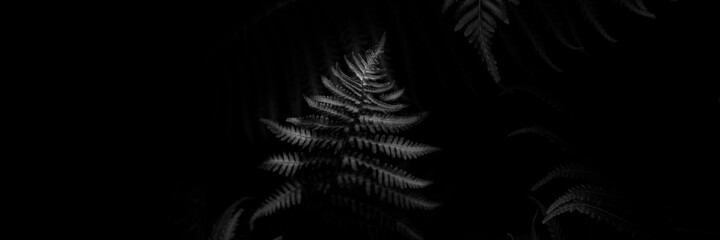 Black and whiter toned fern leaves petals background.
