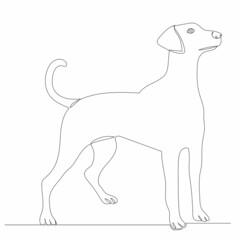 sketch dog line drawing, vector