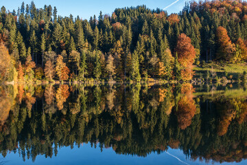 Wald im Herbst spiegelt sich im Wasser