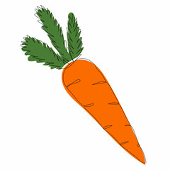 sketch carrot line drawing, vector