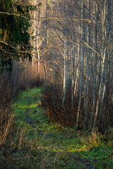Hiking trail in the woods with green grass in autumn. Bare trees and tree branches without leaves on a wet autumn day