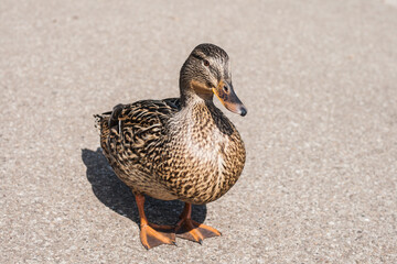 Duck on the shore separately