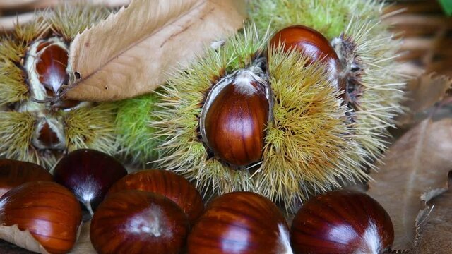 Closeup of freshly picked chestnuts with hedgehogs on wood. October, chestnut harvest time. Typical fresh autumn fruits.