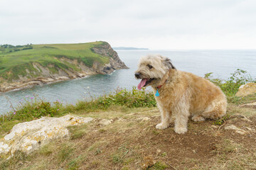 Cheerful dog on a hill with the sea in the background. Horizontal view of small dog traveling in the coast. Animals and travel concept.