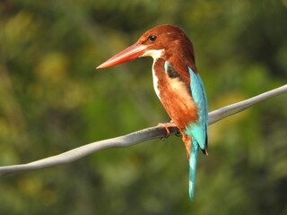 red billed kingfisher