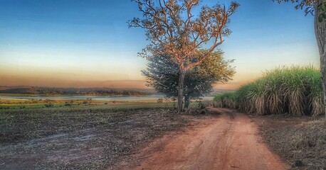 landscape with trees