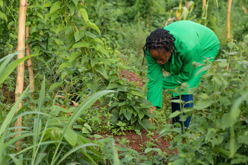 Shot of an African woman working at a farm in Nigeria