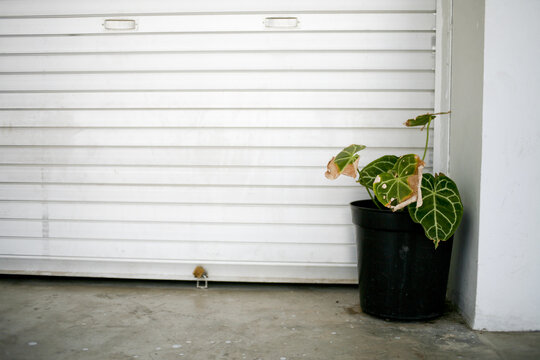 Shot Of A Black Plastic Container With Plants In Front Of White Garage Doors With Copy Space