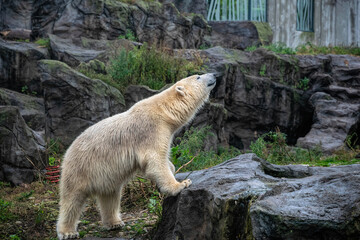 White polar bear on the background of rocks	