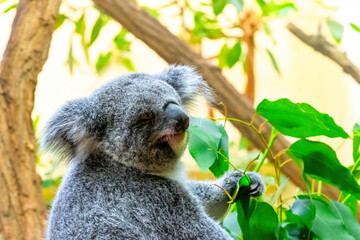 Koala eating eucalyptus leaves, Vienna Zoo, Schönbrunn