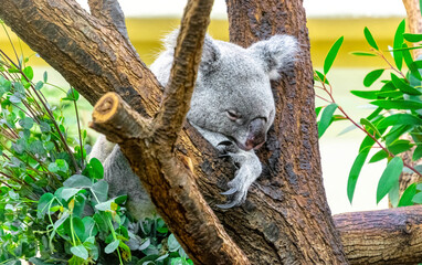 Koala eating eucalyptus leaves, Vienna Zoo, Schönbrunn
