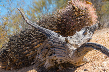 Dried plants in desert
