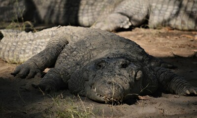 Fototapeta premium resting crocodile at the crocodile farm for background, selective focus